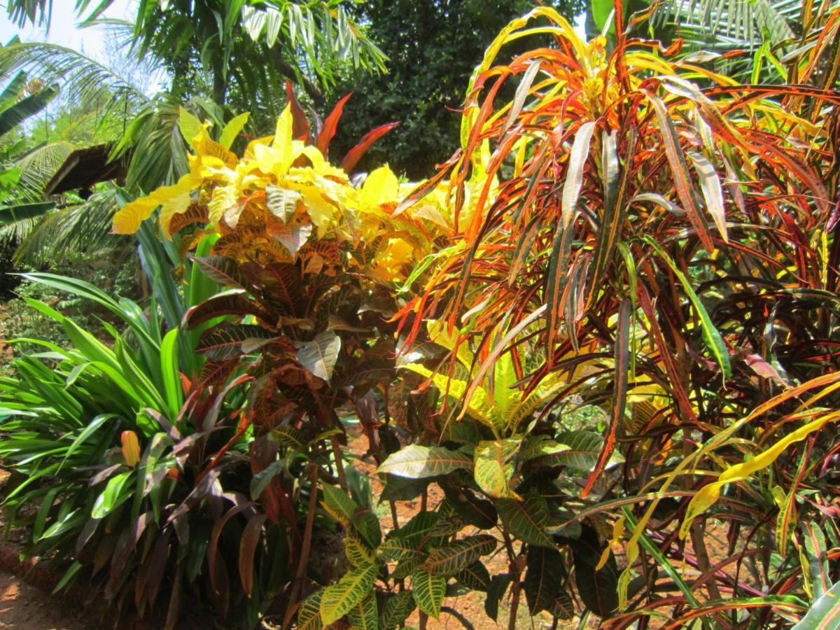 Namaste Yoga Farm Villa Gokarna  Exteriör bild