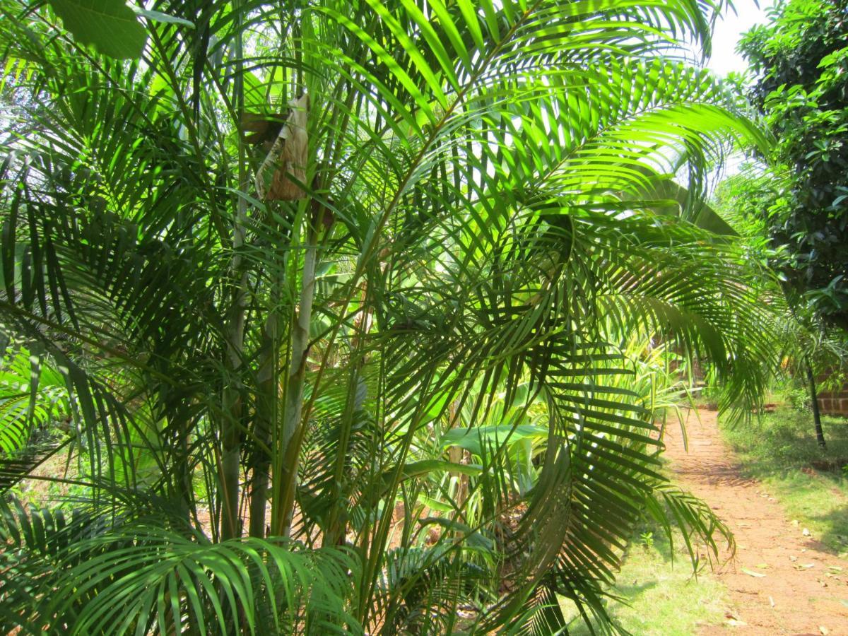 Namaste Yoga Farm Villa Gokarna  Exteriör bild